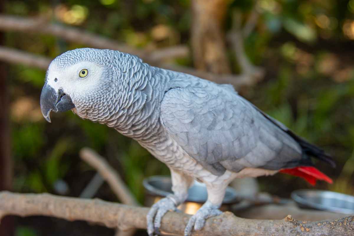 Sweary parrots and social&nbsp;media